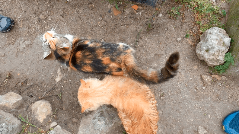 FAQ’s, Tips and Info on Visiting the Lanai Cat Sanctuary